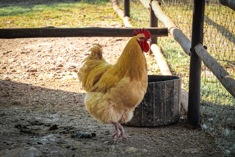Poulet croustillant sorti du four
